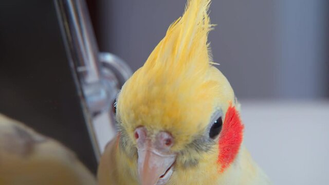Close-up portrait of Parrot Corella on the table looks at himself in the mirror. 4k