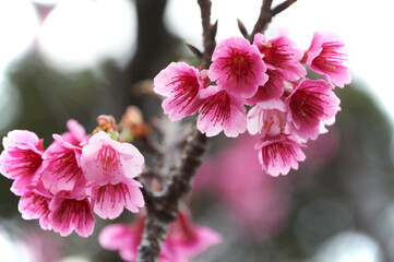 赤みの強い久米島の緋寒桜