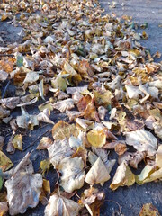 fallen yellow leaves texture close-up on a road in the fall in October