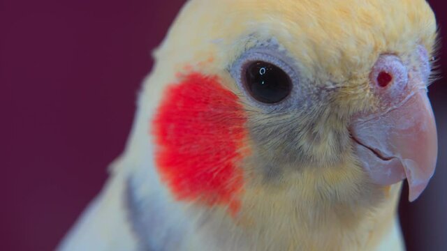 Close-up portrait of a Corella parrot looking into the camera. 4k