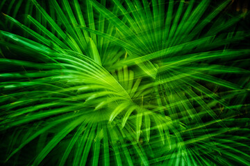 Palmbl&auml;tter im Wind