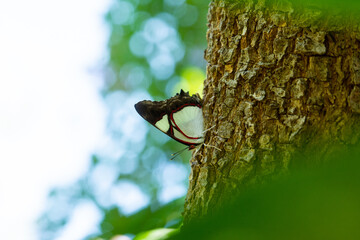 Mariposa Coralito