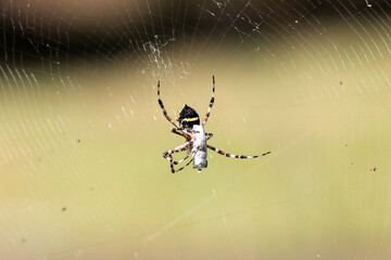 Riesige Spinne in der karibik (St. Vincent & die Grenadinen)