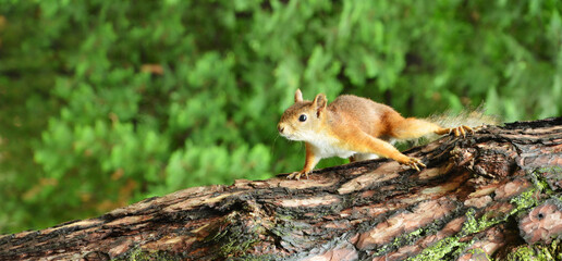 Naklejka na ściany i meble curious squirrel in a city park