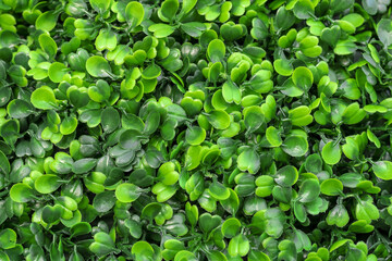 Fototapeta premium Green plants background. Plant petals texture.