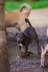 Happy dog ​​running through the mud