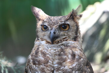 great owl