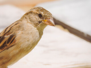 sparrow on a branch