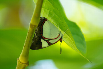 Mariposa Coralito