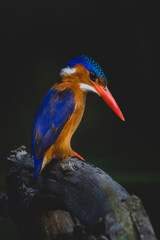 Malachite Kingfisher at Lake Mburo National Park