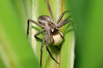 Riesige Spinne mit Kokon-Ei im Garten (Deutschland)