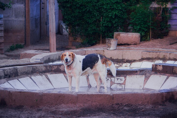 Happy hound chills in the water on a hot summer day