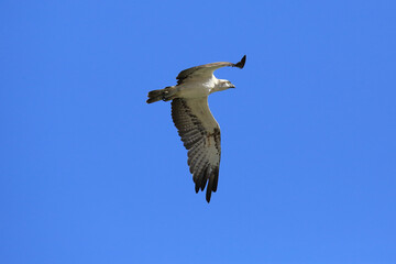 Seeadler - König der Lüfte