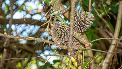 Fototapeta premium pine cone in the TREE