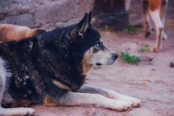 Obraz premium Happy cheerful husky walking in the patio in summer