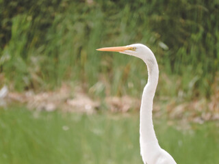 great white heron