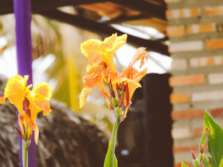 yellow and white orchid