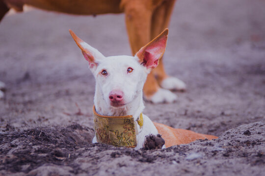 Happy podenko ibitsenko chills in the summer in a hole dug in the ground
