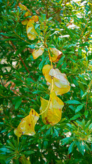 yellow leaves on a tree