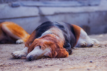 Happy basset hound resting in summer