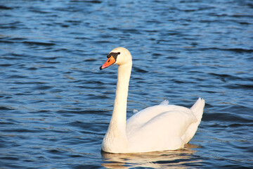 Swan. Beautiful swan on the water. Beautiful bird. Floating bird