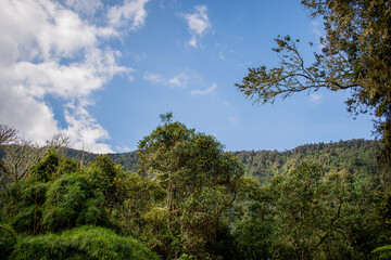 Paisaje arboles nubes 