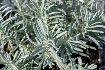 Spruce branch in hoarfrost. Frosty Spruce Branch with Snow in Winter.