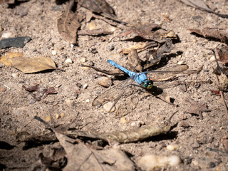 blue dragon fly