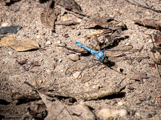 blue dragon fly