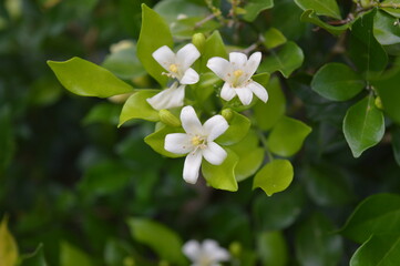 Obraz na płótnie Canvas white flower tree blossom