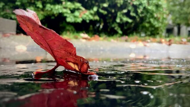 Fallen autumn red leaf in front of a puddle during rainy day with drops of water splashing periodically