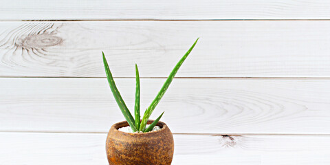 Aloe vera trees are grown in terracotta pots. On a dark table top White wall background.