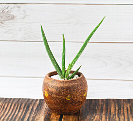 Aloe vera trees are grown in terracotta pots. On a dark table top White wall background.