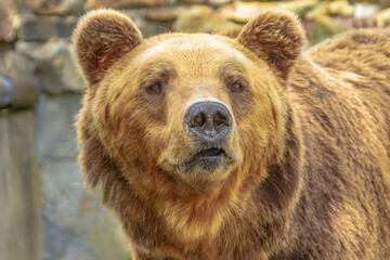 Obraz na płótnie Canvas brown bear in the zoo
