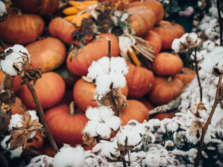 Diverse assortment of colorful pumpkins. Autumn harvest.