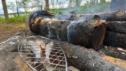 firewood in the forest