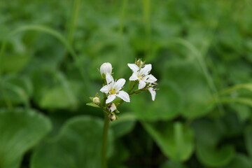 白い花　高山植物　花　山草　白馬
