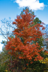 autumn trees in the park