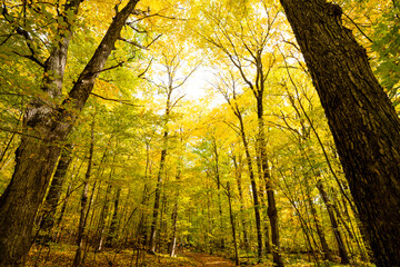 Looking up at colorful autumn forest canopy