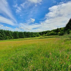 Obraz premium field and sky