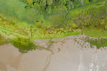Aerial Landscape View of Trees and Grass Alongside the Algae and Sand