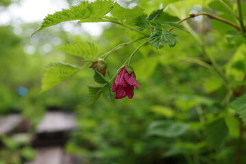 ベニバナイチゴ　長野　高山植物　栂池　白馬
花