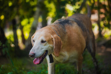 Portrait of a hound dog in summer on a sunny day