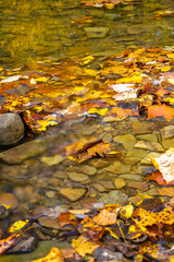 autumn leaves in water