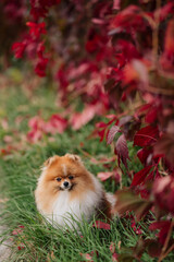 young German Spitz sits on the grass against a background of red wild grapes. fall. autumn mood. the dog looks directly into the camera. national dog day. outdoor pet