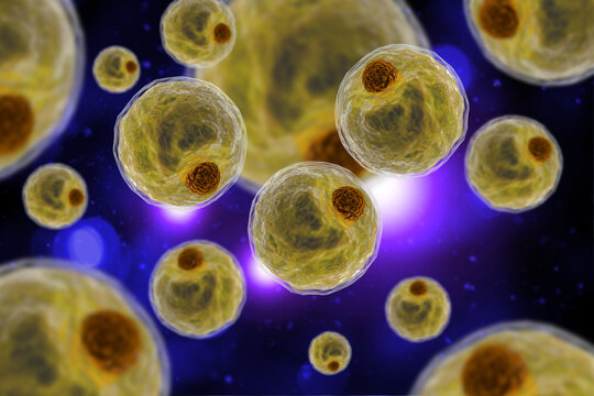 Adipocyte Human Fat Cells 3D Illustration