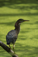 heron