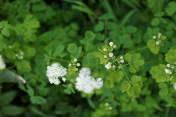 白い花　高山植物　花　山草　白馬