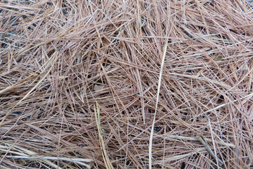 Pine needles texture background 