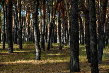 The evergreen pine forest. Travel, ecotourism, ecology concept, natural background with coniferous trees